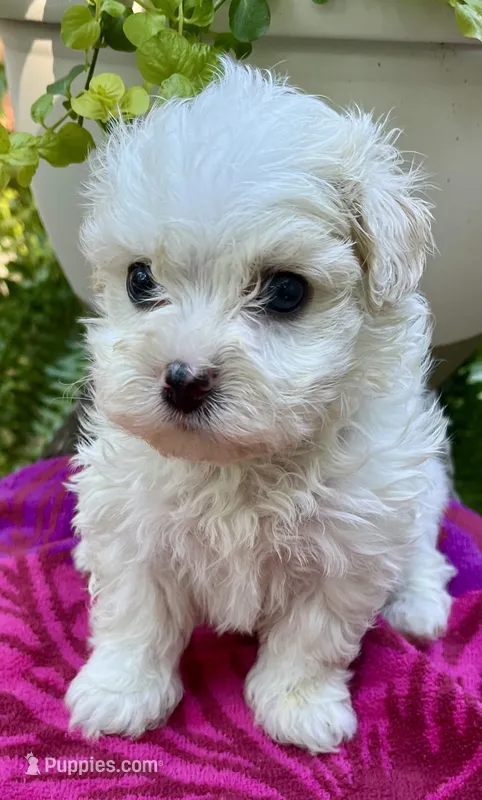 Sandi – Maltipoo puppy for sale in Nashville, TN