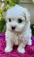 Sandi, a female Maltipoo for sale in Nashville, TN – 5 of 9