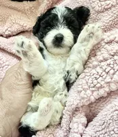 Darla, a female Maltipoo for sale in Nashville, TN – 4 of 6