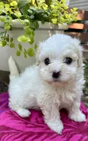 Sandi, a female Maltipoo for sale in Nashville, TN – 8 of 9