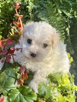Sandi, a female Maltipoo for sale in Nashville, TN – 3 of 9