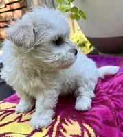 Sandi, a female Maltipoo for sale in Nashville, TN – 6 of 9