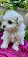 Sandi, a female Maltipoo for sale in Nashville, TN – 9 of 9