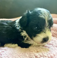 Darla, a female Maltipoo for sale in Nashville, TN – 3 of 6