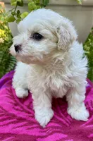 Sandi, a female Maltipoo for sale in Nashville, TN – 7 of 9