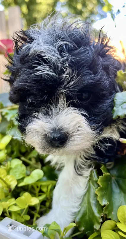 Darla – Maltipoo puppy for sale in Nashville, TN
