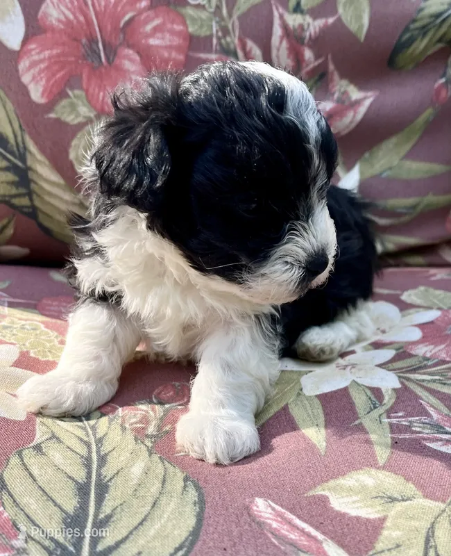 Darla – Maltipoo puppy for sale in Nashville, TN