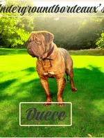 A’ja , a female Dogue de Bordeaux for sale in Clayton, NJ – 4 of 5