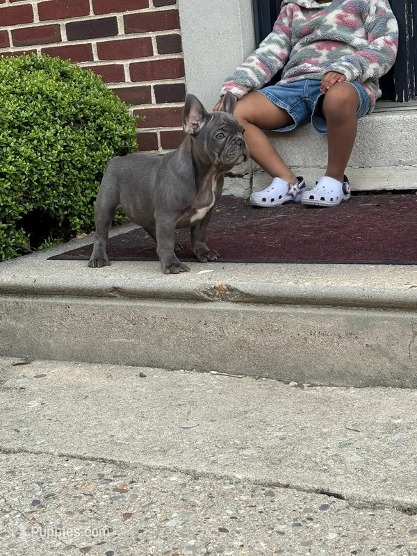 Brody – French Bulldog puppy for sale in Clayton, NJ