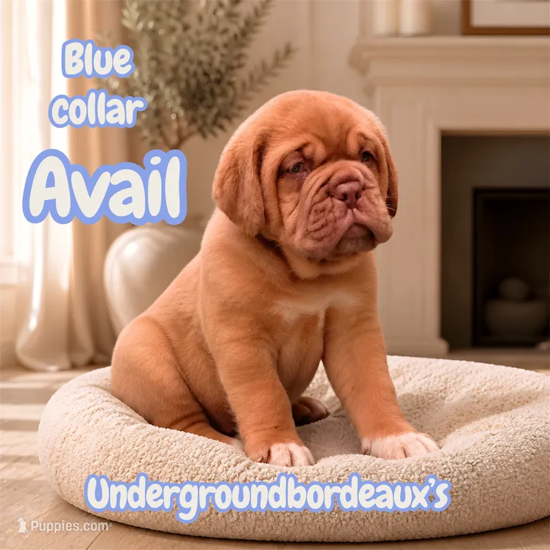 Etta’s boy – Dogue de Bordeaux puppy for sale in Clayton, NJ