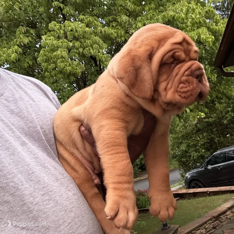 Orange collar  – Dogue de Bordeaux puppy for sale in Clayton, NJ