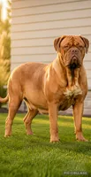 A’ja , a female Dogue de Bordeaux for sale in Clayton, NJ – 5 of 5