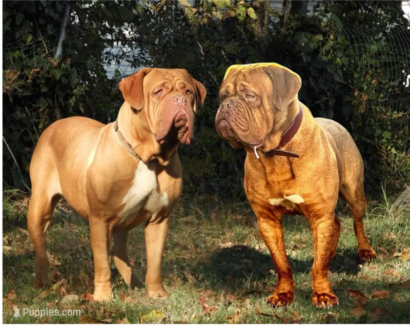 Etta’s boy, a male Dogue de Bordeaux for sale in Clayton, NJ – 1 of 1