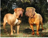 Etta’s boy, a male Dogue de Bordeaux for sale in Clayton, NJ – 1 of 1