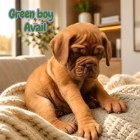 Boys, a male Dogue de Bordeaux for sale in Clayton, NJ – 4 of 5