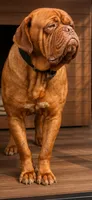 Duece , a male Dogue de Bordeaux for sale in Clayton, NJ – 2 of 2