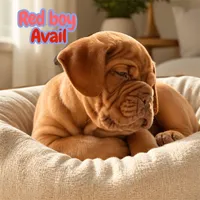 Boys, a male Dogue de Bordeaux for sale in Clayton, NJ – 3 of 5