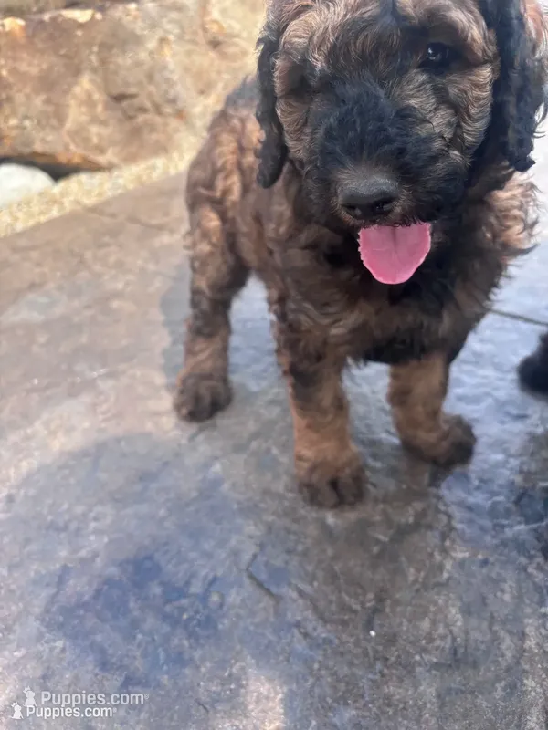 Brownie F1B Goldendoodle  – Goldendoodle puppy for sale in Normalville, PA
