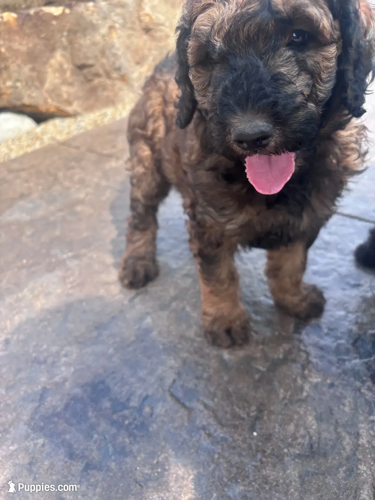 Brownie F1B Goldendoodle , a male Goldendoodle for sale in Normalville, PA – 1 of 10