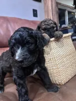 Cole F2B Goldendoodle , a male Goldendoodle for sale in Normalville, PA – 3 of 10
