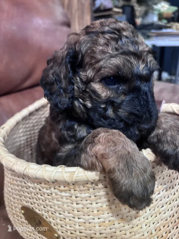 Brownie F2B Goldendoodle  – Goldendoodle puppy for sale in Normalville, PA