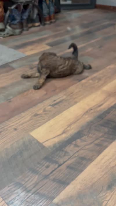 Brownie F2B Goldendoodle , a male Goldendoodle for sale in Normalville, PA – 9 of 9