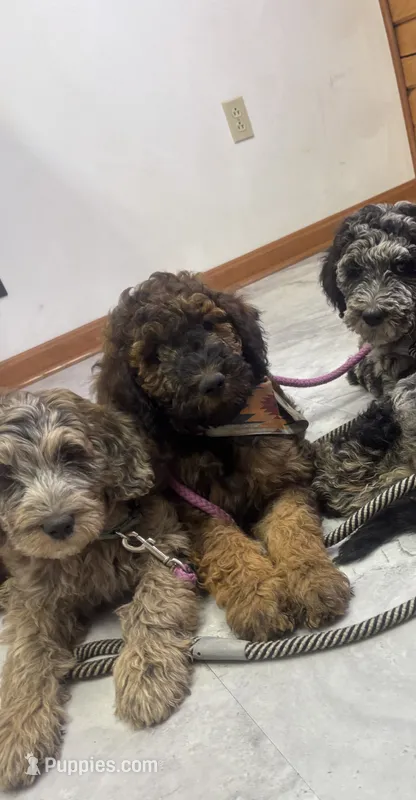 Brownie F1B Goldendoodle  – Goldendoodle puppy for sale in Normalville, PA