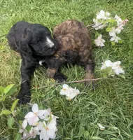 Cole F2B Goldendoodle , a male Goldendoodle for sale in Normalville, PA – 4 of 10