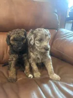 Brownie F2B Goldendoodle , a male Goldendoodle for sale in Normalville, PA – 2 of 9
