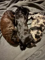 Brownie F2B Goldendoodle , a male Goldendoodle for sale in Normalville, PA – 7 of 9