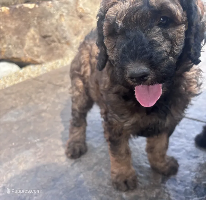 Brownie F1B Goldendoodle  – Goldendoodle puppy for sale in Normalville, PA