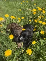 Cole F2B Goldendoodle , a male Goldendoodle for sale in Normalville, PA – 5 of 10