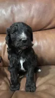 Cole F2B Goldendoodle , a male Goldendoodle for sale in Normalville, PA – 1 of 10