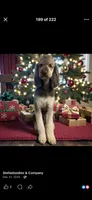 Cole F2B Goldendoodle , a male Goldendoodle for sale in Normalville, PA – 8 of 10