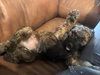 Brownie F2B Goldendoodle , a male Goldendoodle for sale in Normalville, PA – 3 of 9