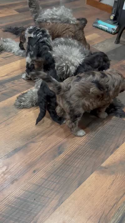 Cole F2B Goldendoodle , a male Goldendoodle for sale in Normalville, PA – 2 of 10