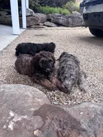 Brownie F1B Goldendoodle , a male Goldendoodle for sale in Normalville, PA – 4 of 10