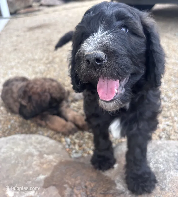 Cole F1B Goldendoodle  – Goldendoodle puppy for sale in Normalville, PA