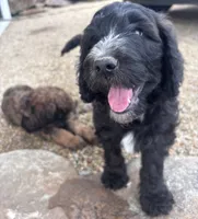 Cole F1B Goldendoodle , a male Goldendoodle for sale in Normalville, PA – 1 of 10