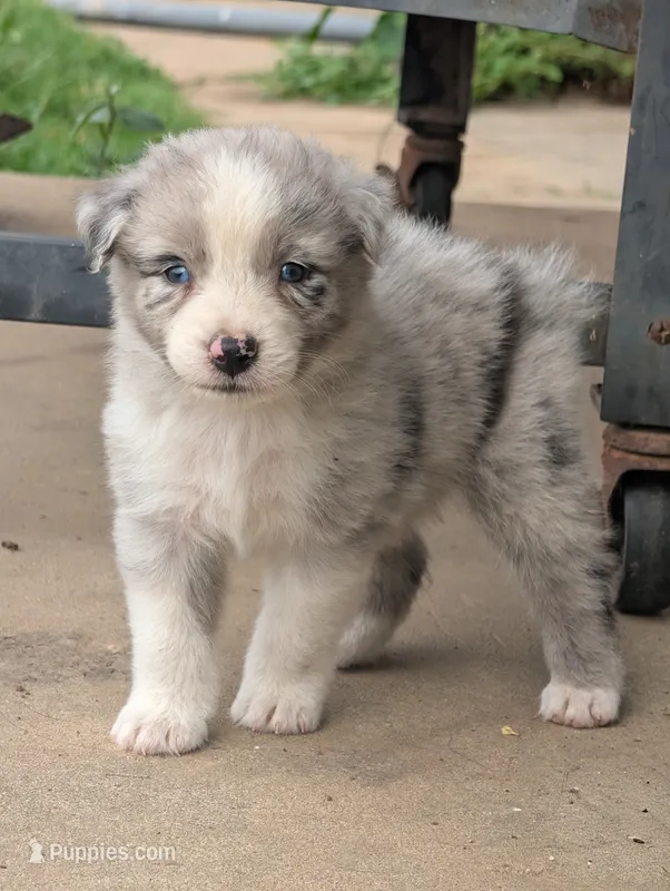 Colt – Australian Shepherd puppy for sale in Keota, OK