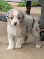 Colt, a male Australian Shepherd for sale in Keota, OK – 1 of 2