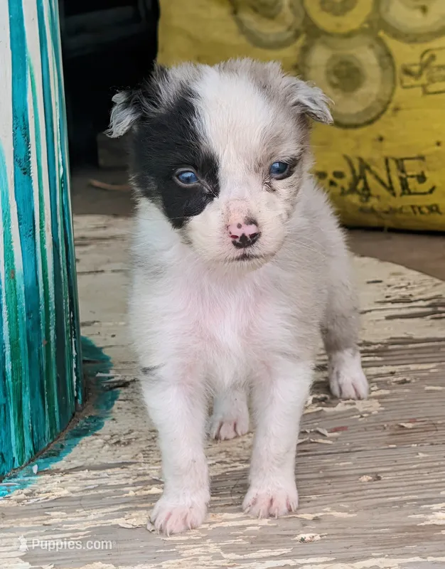 Bronco – Australian Shepherd puppy for sale in Keota, OK