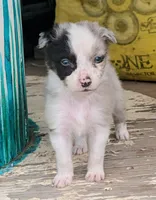 Bronco, a male Australian Shepherd for sale in Keota, OK – 1 of 1