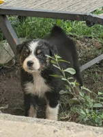 Eagle, a female Australian Shepherd for sale in Keota, OK – 1 of 2