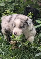 Raider, a male Australian Shepherd for sale in Keota, OK – 3 of 3