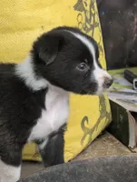 Saint, a female Australian Shepherd for sale in Keota, OK – 2 of 3