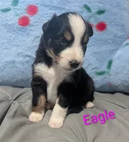 Eagle, a female Australian Shepherd for sale in Keota, OK – 2 of 2