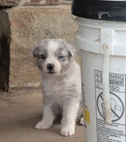 Colt, a male Australian Shepherd for sale in Keota, OK – 2 of 2