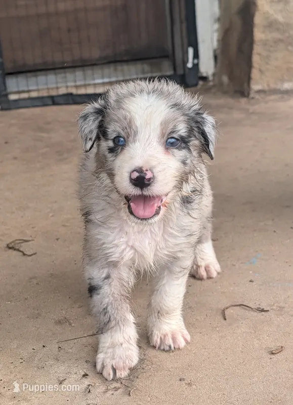 Raider – Australian Shepherd puppy for sale in Keota, OK