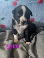 Saint, a female Australian Shepherd for sale in Keota, OK – 3 of 3